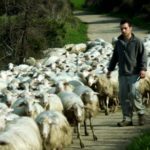 347087174-living-being-sheep-farming-sheferd-driving-animal2579594082013330061.jpg