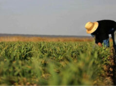Prorrogan por un año la compatibilidad de planes sociales con trabajo rural registrado