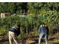 La Policía Federal desarticula una red de venta «delivery» y secuestra más de 7 kilos de marihuana
