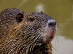 Reubican más de 100 coipos de Palermo en humedales de Escobar y Mercedes