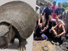 Encuentran restos de un gliptodonte de 12.000 años en la ribera del Río Luján