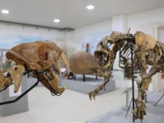 Reabrió el Museo Municipal de Ciencias Naturales «Carlos Ameghino» tras una gran inversión