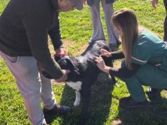 Refuerzan atención veterinaria gratuita: Zoonosis se traslada a La Trocha durante enero
