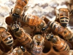 Sanidad apícola para el fortalecimiento de la producción de alimentos