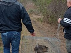 Rescataron y liberaron a un coipo en la Reserva Natural Municipal Arroyo Balta tras el alerta de vecinos
