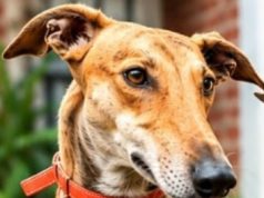 El Ministerio Público Fiscal de Mercedes creó un Registro de Custodios y Adoptantes para animales rescatados por maltrato